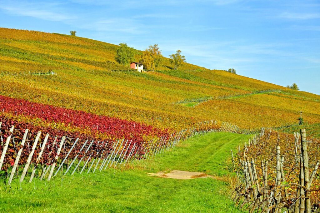 Baden Wine Region, Germany Corked News