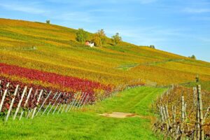 A photo of a vineyard landscape in Baden, Germany.
