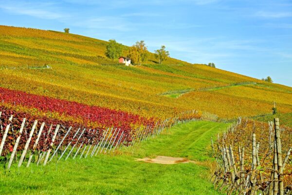 A photo of a vineyard landscape in Baden, Germany.