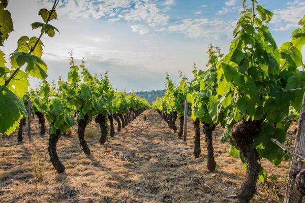 A photo from a vineyard between the vines.