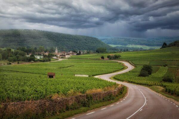 A photo of a road going through a landscape of vineyards.