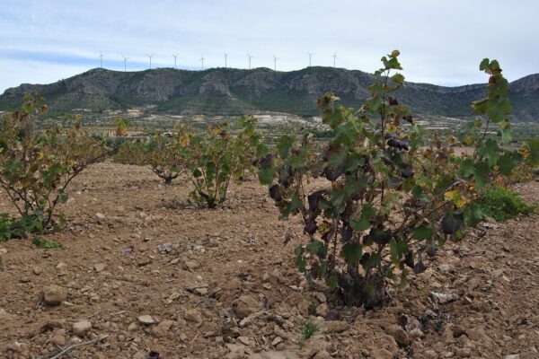 A photo of a vineyard in Valencia, Spain.