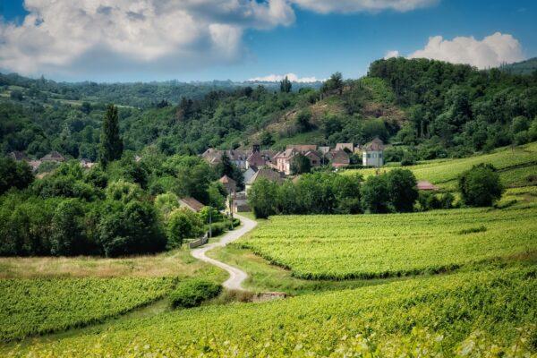 Photo of a landscape with vineyards.