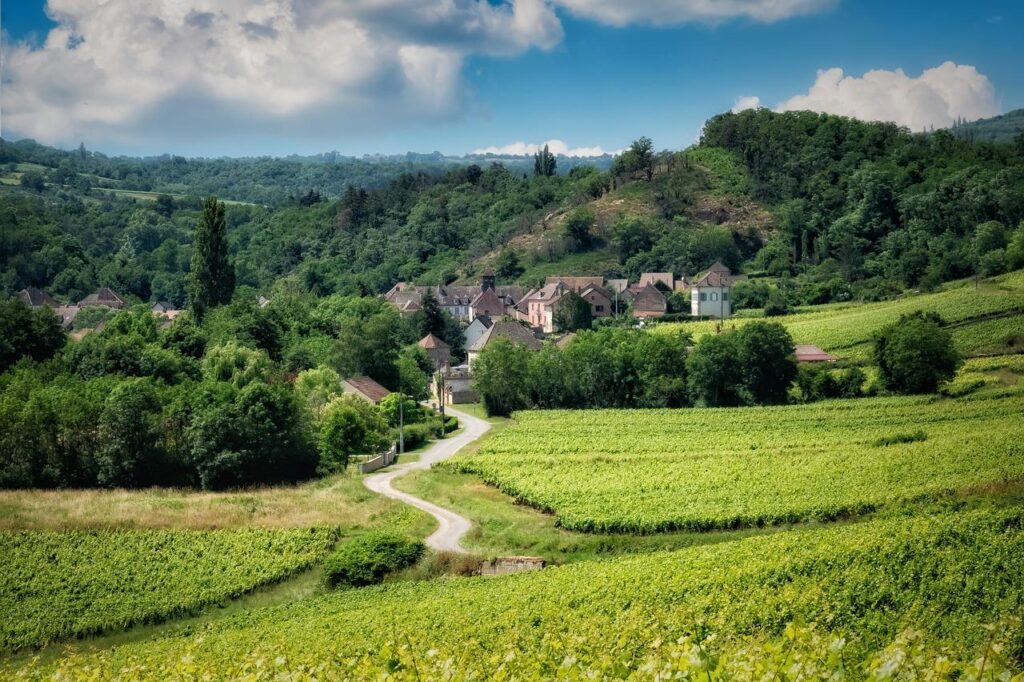 Photo of a landscape with vineyards.