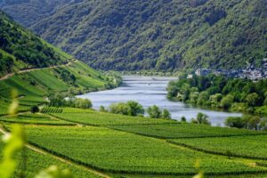 A photo af a valley with vineyards and lake.