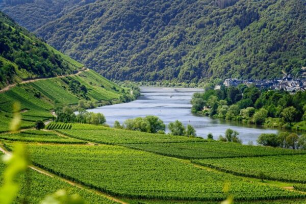 A photo af a valley with vineyards and lake.