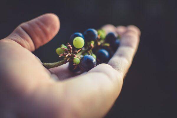 Photo of a hand holding red grapes.