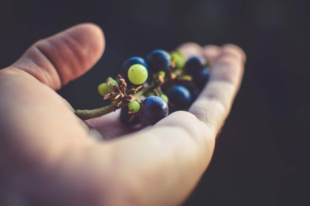 Photo of a hand holding red grapes.