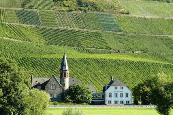 A photo of a vineyard in Pfalz, Germany.