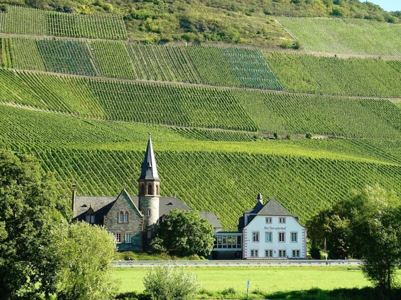 A photo of a vineyard in Pfalz, Germany.