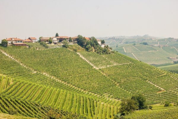 A photo of a vineyard landscape in Piemonte, Italy.