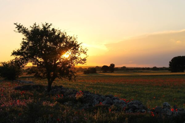 A photo of a vineyard in Puglia, Italy.