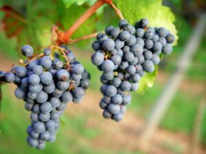 A picture of a cluster of red wine grapes.