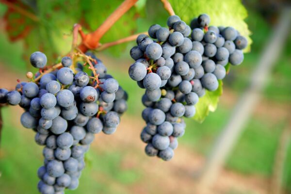 A picture of a cluster of red wine grapes.