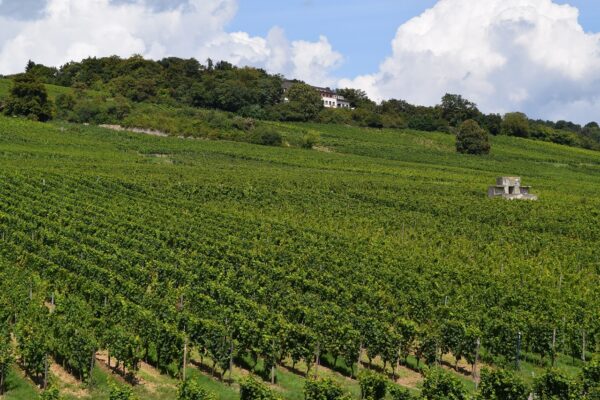 A photo of the Rheingau wine region, Germany.