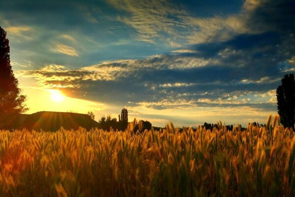 A photo of a sunset over a vineyard in the Ribera Del Duero wine region.