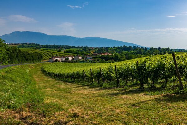 A photo of a vineyard landscape in Veneto, Italy.