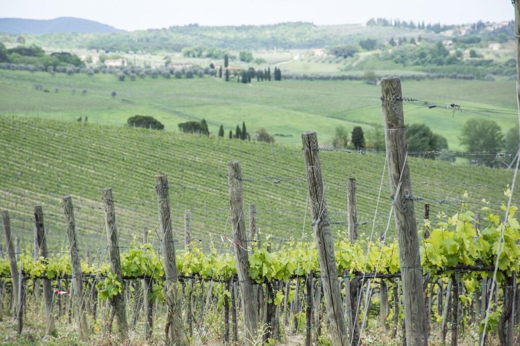 Picture of a vineyard landscape with vines.