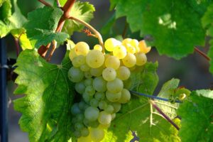 A picture of a cluster of white wine grapes.