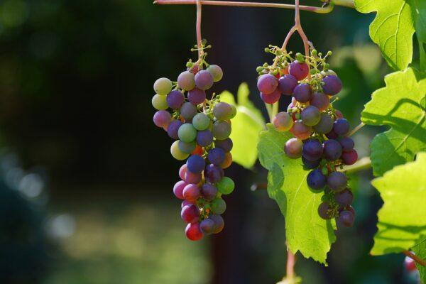 Photo of wine grapes hanging on a vine.