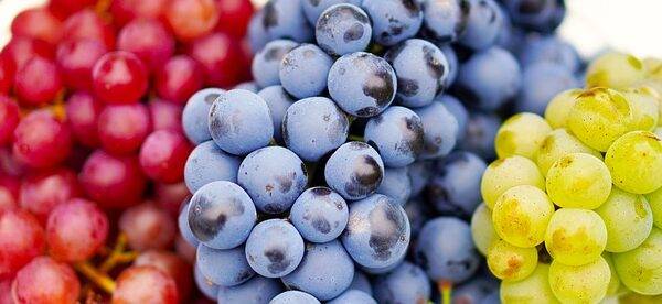 A picture of different sorts of wine grapes.