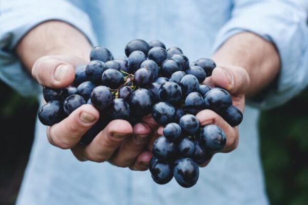 Photo of a man holding blue wine grapes.