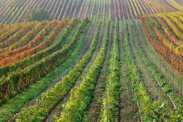 A picture of a vineyard, rows from the side.